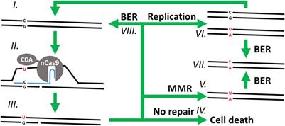 Base editing enables duplex point mutagenesis in Clostridium autoethanogenum at the price of numerous off-target mutations